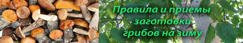 Как заготовить грибы на зиму